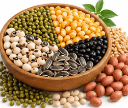 Vegetable, Cereal & Groundnut Seed